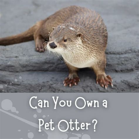 Challenges of Caring for a Unique Otter Companion