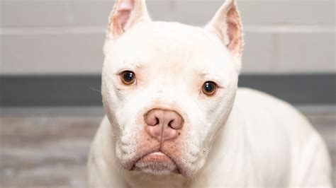 Challenging Preconceptions: Dispelling Myths about Albino Pitbulls