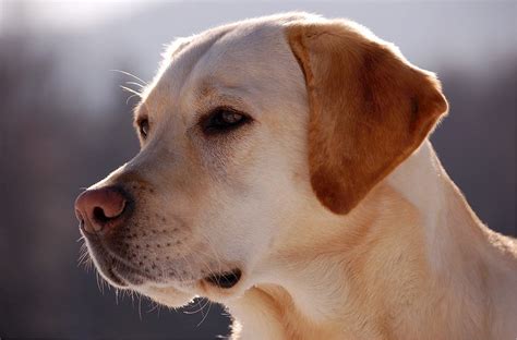 Characteristics of a Golden Labrador: The Perfect Combination of Beauty and Intelligence