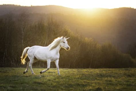 Chasing Rainbows: The Symbolic Meaning of Unicorns in Society