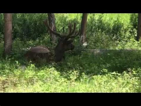 Chasing the Dream: The Quest to Witness the Magnificent Moose