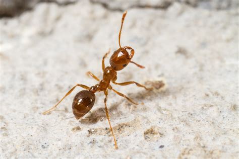 Chemical Treatment Options: Choosing the Right Approach to Control Fire Ants