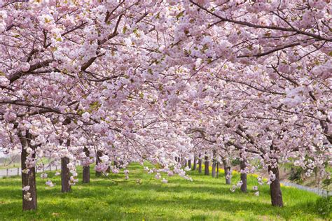 Cherry Blossoms' Physical Appearance and Style