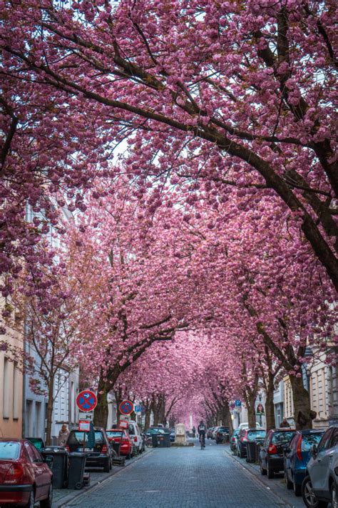 Cherry Blossoms' Rise to Fame