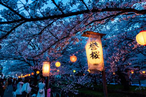 Cherry Blossoms and Japanese Culture