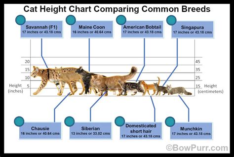 Cheryl Kitten: Height and Appearance