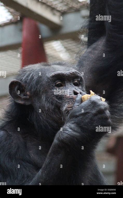 Chimpanzees: Our Closest Living Relatives in the Animal Kingdom