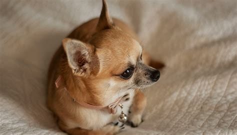 Choosing a Healthy and Well-Bred Chihuahua: Important Considerations