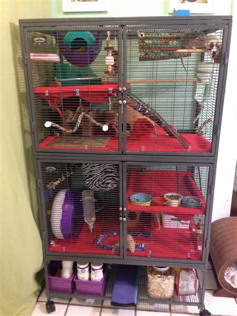 Choosing the Appropriate Cage Size for Your Pet Rodent