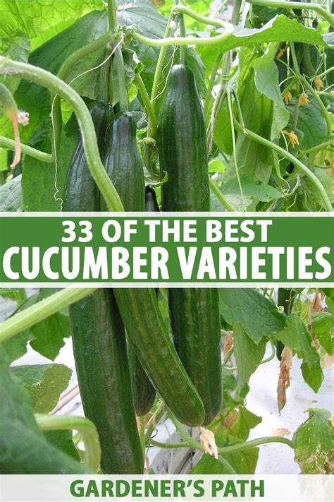 Choosing the Appropriate Cucumber Variety to Achieve Optimal Growth