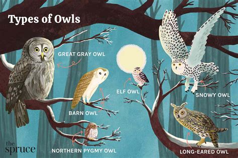 Choosing the Appropriate Owl Species: Factors to Consider before Adopting One