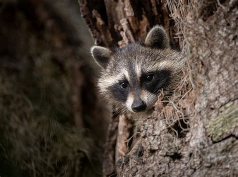 Choosing the Appropriate Raccoon Exclusion Techniques: A Comparative Approach