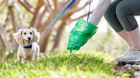 Choosing the Best Method for Cleaning Up After Your Canine Companion