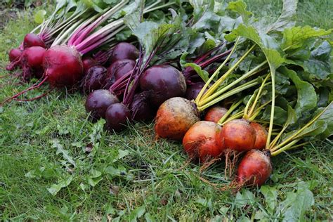 Choosing the Ideal Beet Varieties for Your Outdoor Haven