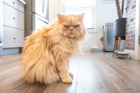 Choosing the Ideal Cat Breed: Discovering Your Perfect Feline Companion