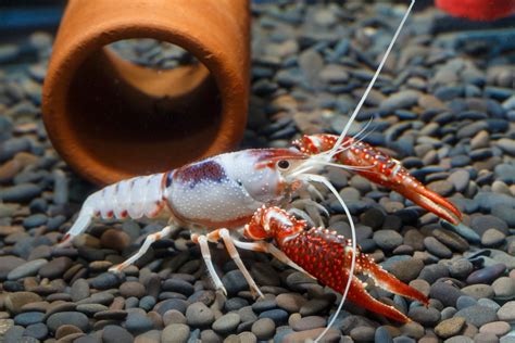 Choosing the Ideal Crayfish Species for Your Aquarium