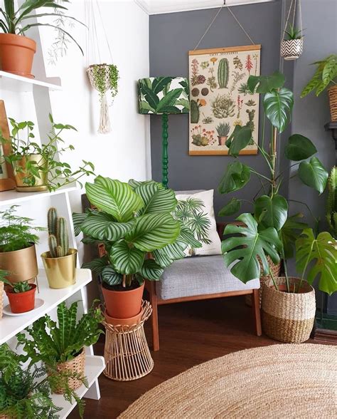 Choosing the Ideal Indoor Plant to Complement Your Space