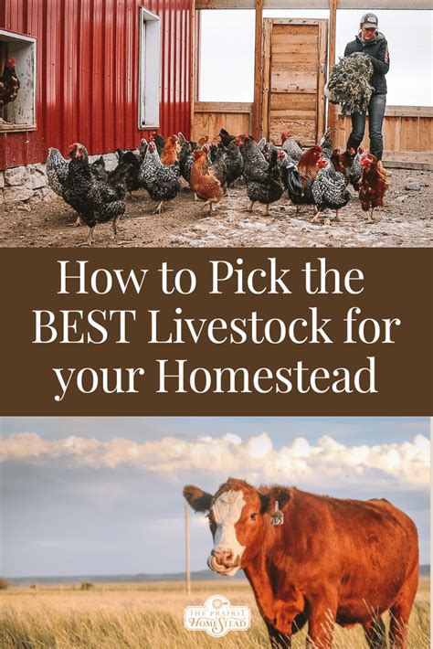 Choosing the Ideal Livestock for Your Envisioned Homestead