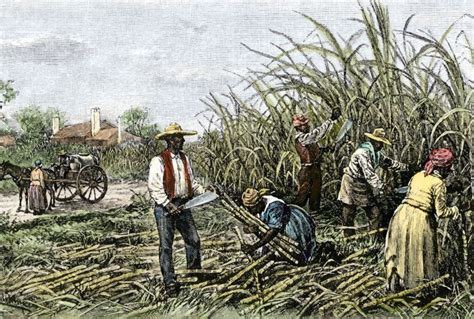 Choosing the Ideal Location for Your Lucrative Sugar Plantation