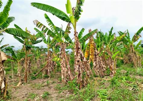 Choosing the Ideal Location for Your Plantain Farm