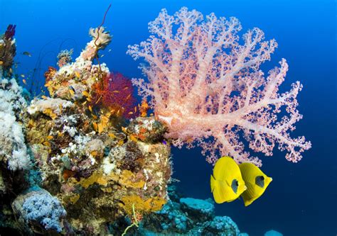 Choosing the Ideal Location for Your Spectacular Underwater Paradise