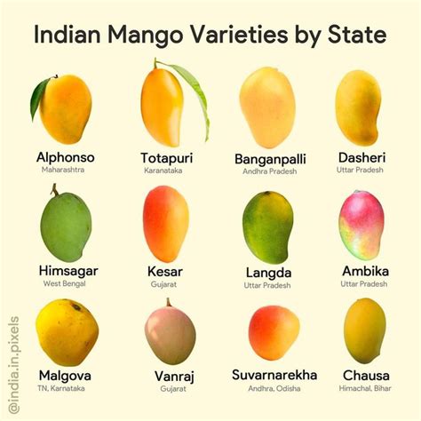 Choosing the Ideal Mango Varieties and Rootstocks: A Step Towards Success