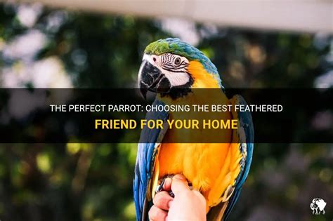 Choosing the Ideal Parrot Species for Your Needs