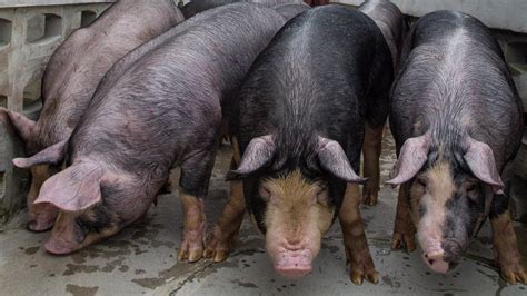 Choosing the Ideal Pig Breeds for Maximizing Profit Potential