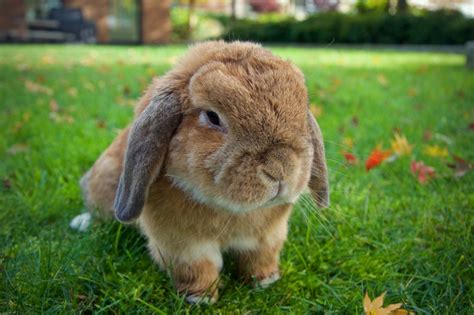 Choosing the Ideal Rabbit Breed to Suit Your Lifestyle