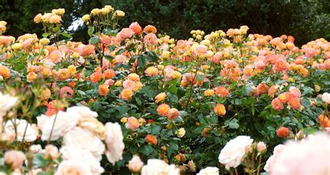 Choosing the Ideal Roses for Your Outdoor Haven