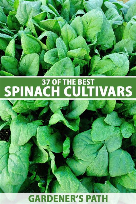 Choosing the Ideal Spinach Varieties for Profit