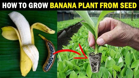 Choosing the Ideal Spot for Your Banana Garden