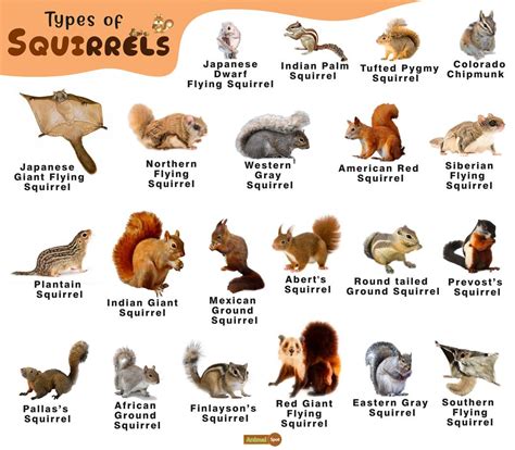 Choosing the Ideal Squirrel Species for Your Home