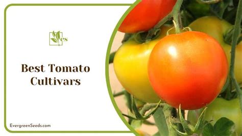 Choosing the Ideal Tomato Cultivars for a Productive Yield