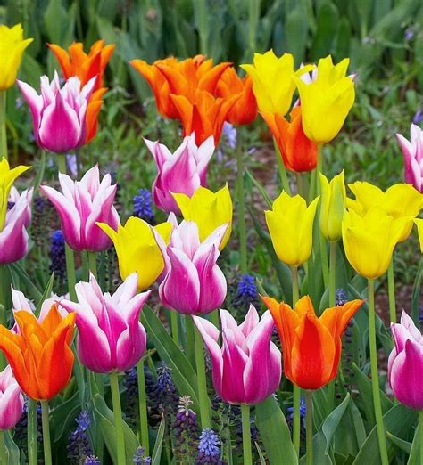 Choosing the Ideal Tulip Varieties for Your Beautiful Garden