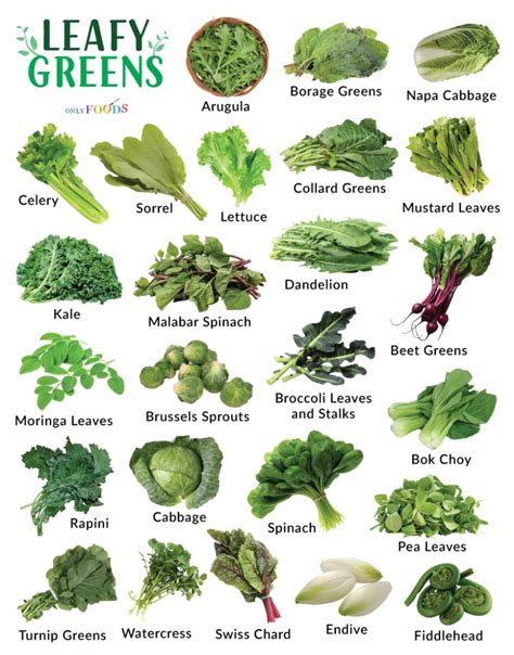 Choosing the Ideal Varieties of Leafy Greens to Cultivate in Your Flourishing Botanical Haven