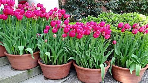 Choosing the Perfect Blooms: Selecting the Ideal Flower Bulbs for Your Outdoor Space