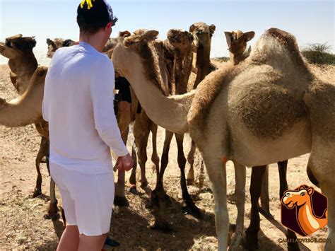 Choosing the Perfect Camel: A Comprehensive Guide for Aspiring Camel Owners