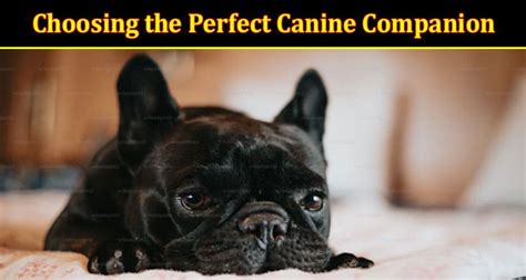 Choosing the Perfect Canine Companion: Key Considerations