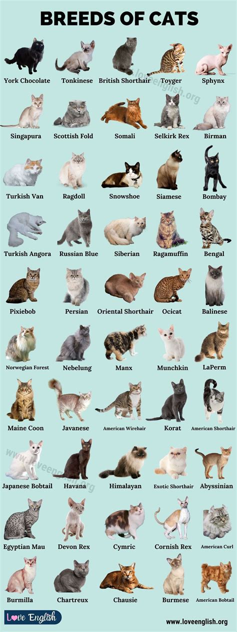 Choosing the Perfect Cat Breed to Fit Your Lifestyle