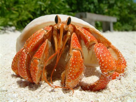 Choosing the Perfect Crab: Types and Varieties