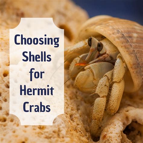 Choosing the Perfect Crab Species for Your Home