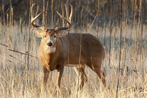 Choosing the Perfect Deer Species for Your Property