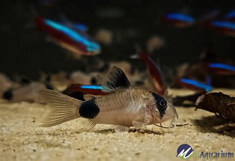 Choosing the Perfect Fish Species for Your Captivating Aquarium