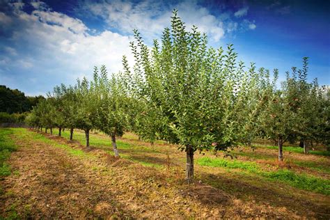 Choosing the Perfect Fruiting Varieties for Your Personal Orchard