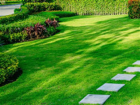 Choosing the Perfect Grass Type for Your Climate