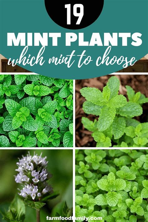 Choosing the Perfect Mint Varieties for Your Botanical Sanctuary