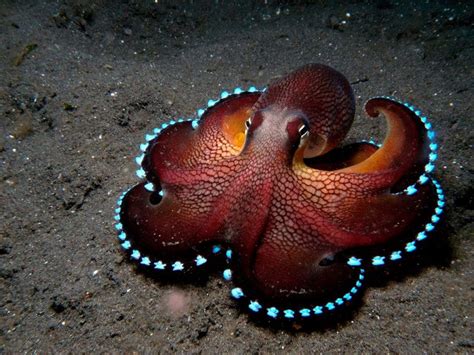 Choosing the Perfect Octopus: Tips for Selecting the Best Quality