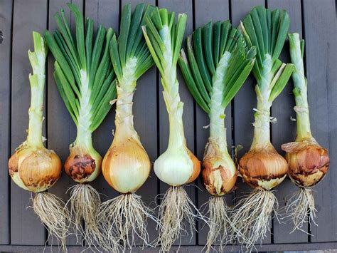 Choosing the Perfect Onion Variety for Your Garden