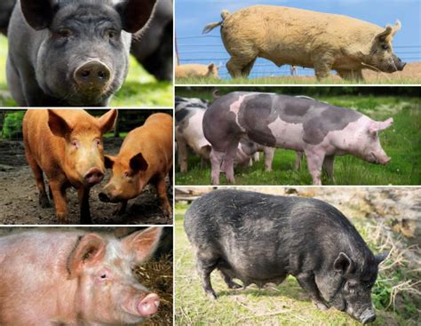 Choosing the Perfect Pig Breed to Suit Your Requirements